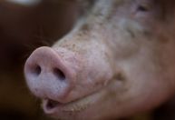 Humanos passam mais vírus para animais do que eles para nós, diz estudo