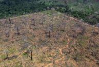 Greenpeace: é escandalosa a derrubada de vetos ao licenciamento ambiental