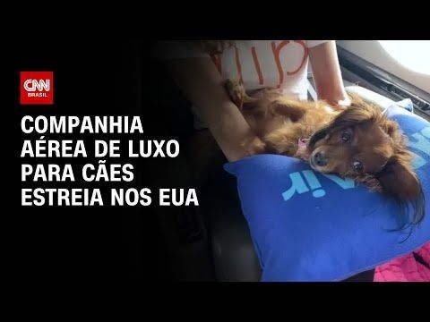 Companhia aérea de luxo para cães estreia nos EUA | AGORA CNN